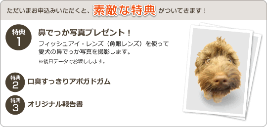 素敵な特典がついてきます