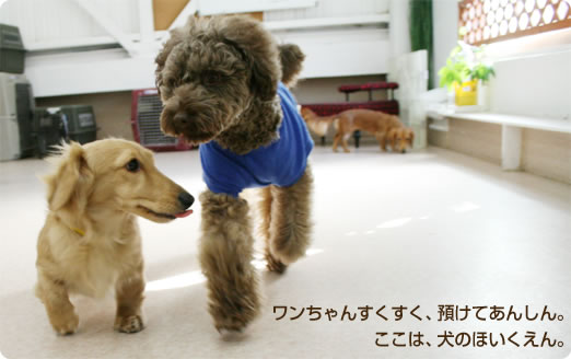 ワンちゃんすくすく、預けてあんしん。ここは、犬のほいくえん。